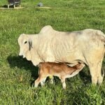 como a pecuária de cria no Acre pode evoluir? bezerro