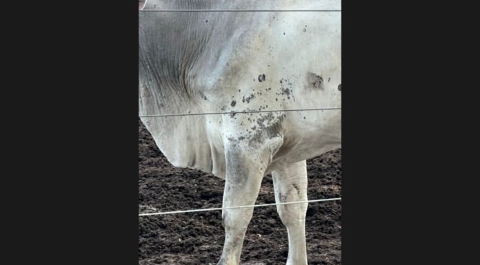 Bovinos com dermatofitose. Foto: Acervo de Guilherme Vieira