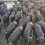 Bovinos meio-sangue Angus da Fazenda Bom Jesus, lá em Bela Vista (MS). Foto: Divulgação/Friboi CPG Campo Grande (MS)