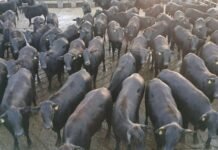 Bovinos meio-sangue Angus da Fazenda Bom Jesus, lá em Bela Vista (MS). Foto: Divulgação/Friboi CPG Campo Grande (MS)