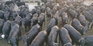 Bovinos meio-sangue Angus da Fazenda Bom Jesus, lá em Bela Vista (MS). Foto: Divulgação/Friboi CPG Campo Grande (MS)