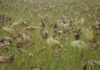 Claudia Godoy - Ferramenta combina dados climáticos e estatísticas de ocorrência de duas ameaças às culturas: a mancha-da-ramulária do algodoeiro e a ferrugem asiática da soja (foto acima)
