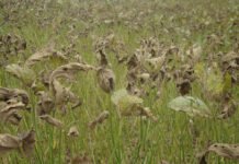 Claudia Godoy - Ferramenta combina dados climáticos e estatísticas de ocorrência de duas ameaças às culturas: a mancha-da-ramulária do algodoeiro e a ferrugem asiática da soja (foto acima)