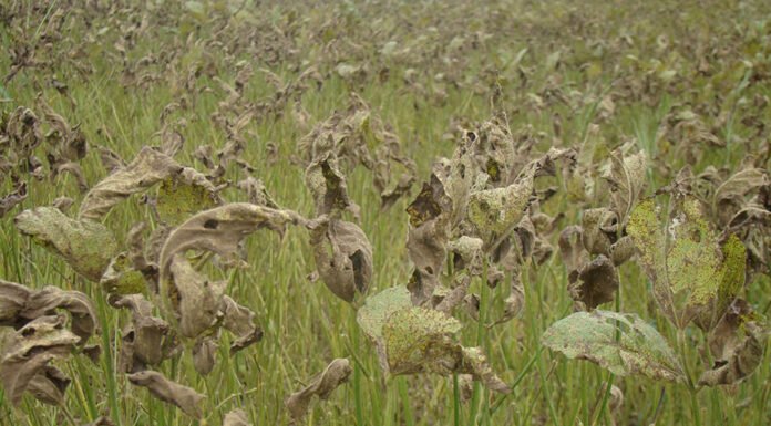 Claudia Godoy - Ferramenta combina dados climáticos e estatísticas de ocorrência de duas ameaças às culturas: a mancha-da-ramulária do algodoeiro e a ferrugem asiática da soja (foto acima)