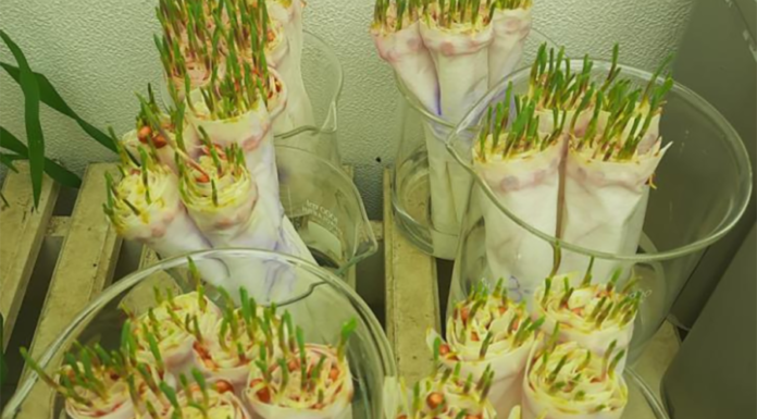  - O Hydratus foi formulado para proteger as plantas em condições de escassez hídrica e ainda estimular seu crescimento