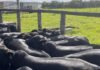 Bovinos meio-sangue Angus em área de curral. Foto: Divulgação/Friboi Itapetinga (BA)
