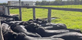 Bovinos meio-sangue Angus em área de curral. Foto: Divulgação/Friboi Itapetinga (BA)
