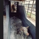 Bovino em banho de imersão contra parasitos. Foto: Divulgação
