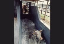 Bovino em banho de imersão contra parasitos. Foto: Divulgação
