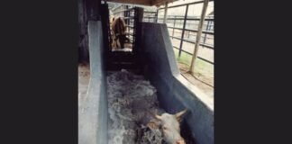 Bovino em banho de imersão contra parasitos. Foto: Divulgação
