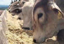 Bovinos se alimentando com DDG no cocho. Foto: Divulgação