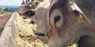 Bovinos se alimentando com DDG no cocho. Foto: Divulgação