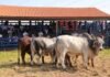 Touros reprodutores da raça Brahman em avaliação em prova de eficiência e performance. Foto: Divulgação/ACBB