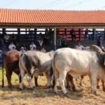 Touros reprodutores da raça Brahman em avaliação em prova de eficiência e performance. Foto: Divulgação/ACBB