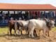 Touros reprodutores da raça Brahman em avaliação em prova de eficiência e performance. Foto: Divulgação/ACBB