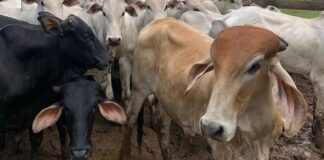 A ameaça invisível das doenças no rebanho