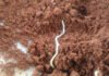 Cíntia Niva - A intenção do Glosob é identificar pontos críticos de biodiversidade do solo e áreas de monitoramento chave, garantindo uma coleta de dados mais representativa e estratégica