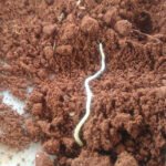 Cientistas propõem observatório global unificado para monitorar biodiversidade do solo Cíntia Niva - A intenção do Glosob é identificar pontos críticos de biodiversidade do solo e áreas de monitoramento chave, garantindo uma coleta de dados mais representativa e estratégica