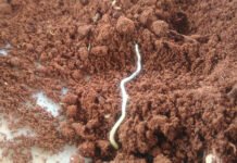 Cíntia Niva - A intenção do Glosob é identificar pontos críticos de biodiversidade do solo e áreas de monitoramento chave, garantindo uma coleta de dados mais representativa e estratégica