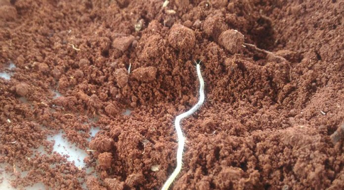 Cíntia Niva - A intenção do Glosob é identificar pontos críticos de biodiversidade do solo e áreas de monitoramento chave, garantindo uma coleta de dados mais representativa e estratégica