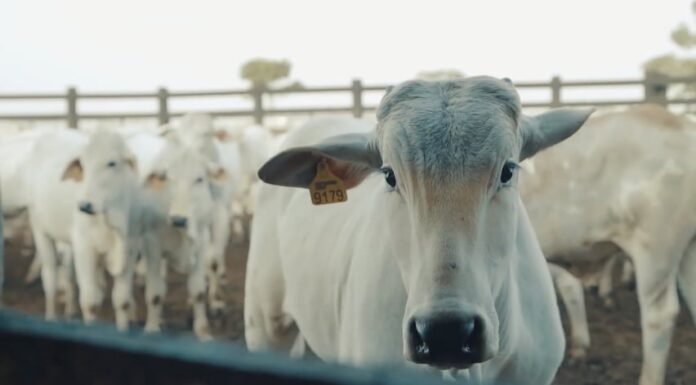 boi, preços, pecuária,