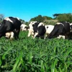 pecuária leiteira leite forrageira milheto