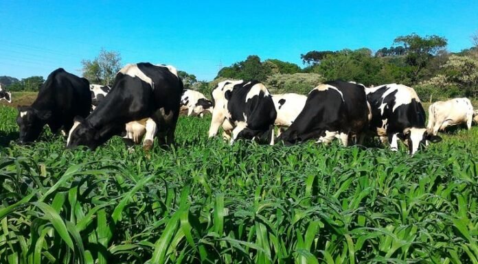 pecuária leiteira leite forrageira milheto