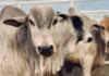 Cria, recria e engorda na pecuária