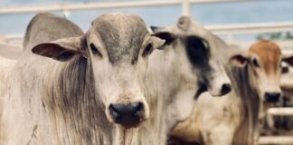 Cria, recria e engorda na pecuária
