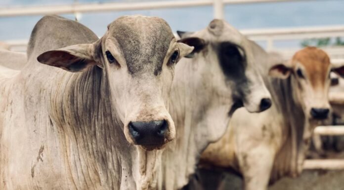 Cria, recria e engorda na pecuária