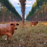 Embrapa disponibiliza ferramenta que auxilia a gestão de Integração Lavoura-Pecuária-Floresta