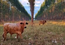 Embrapa disponibiliza ferramenta que auxilia a gestão de Integração Lavoura-Pecuária-Floresta