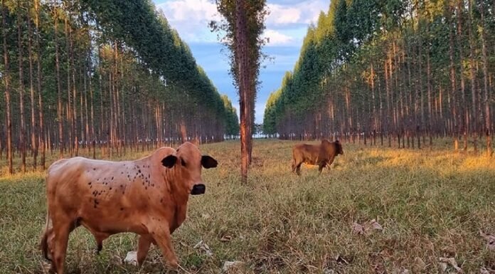 Embrapa disponibiliza ferramenta que auxilia a gestão de Integração Lavoura-Pecuária-Floresta