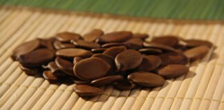 Ronaldo Rosa - Na foto, sementes de Paricá, espécie promissora para reflorestamento, com rápido crescimento e bom rendimento na produção de madeira, é uma das indicações presentes no estudo