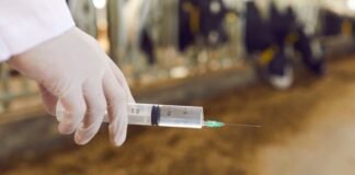 Farmácia da pecuária revoluciona os primeiros socorros no campo Foto: Canva