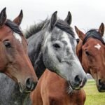cavalo