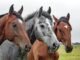 Fertilidade de cavalos: ciência, manejo e genética a favor do agro cavalo