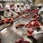 frigoríficos, unidade frigorífica, planta, carne bovina, boi, autocontrole