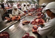 frigoríficos, unidade frigorífica, planta, carne bovina, boi, autocontrole