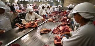 frigoríficos, unidade frigorífica, planta, carne bovina, boi, autocontrole