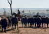 Bovinos da raça Wagyu da fazenda. Foto: Divulgação
