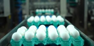 Linha de produção de ovos