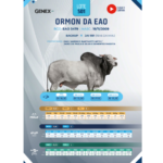 Exemplo de catálogo 12º Megaleilão EAO Baviera - Etapa Sêmen 