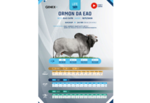 Exemplo de catálogo 12º Megaleilão EAO Baviera - Etapa Sêmen 