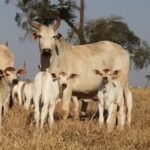 Lote de vacas com bezerro ao pé. Foto: Reprodução/Agropecuária Maragogipe