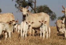 Lote de vacas com bezerro ao pé. Foto: Reprodução/Agropecuária Maragogipe