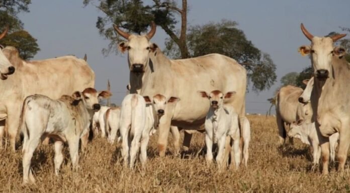 Lote de vacas com bezerro ao pé. Foto: Reprodução/Agropecuária Maragogipe