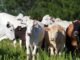 Mercado do boi gordo mantém preços estáveis, mas vendas de carne seguem fracas pecuária, gado , boi