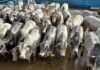 O peso médio por carcaça foi de surpreendentes 324 quilos, ou seja, 21,6 arrobas por bicho. Foto: Divulgação/Friboi Bela Vista (MS)
