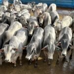 O peso médio por carcaça foi de surpreendentes 324 quilos, ou seja, 21,6 arrobas por bicho. Foto: Divulgação/Friboi Bela Vista (MS)

